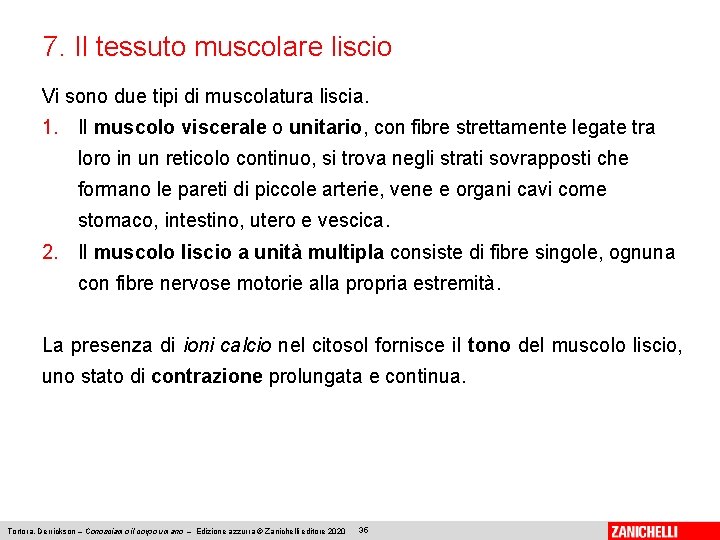 7. Il tessuto muscolare liscio Vi sono due tipi di muscolatura liscia. 1. Il