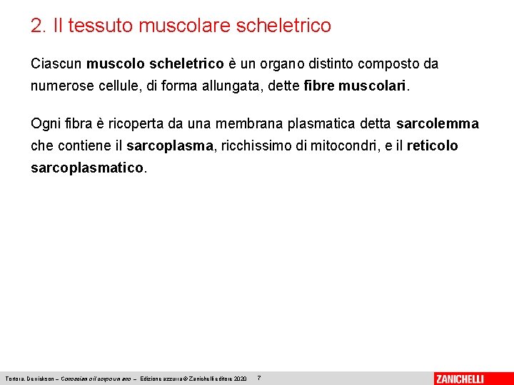 2. Il tessuto muscolare scheletrico Ciascun muscolo scheletrico è un organo distinto composto da