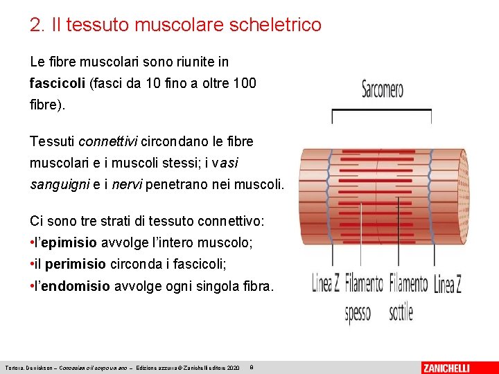 2. Il tessuto muscolare scheletrico Le fibre muscolari sono riunite in fascicoli (fasci da