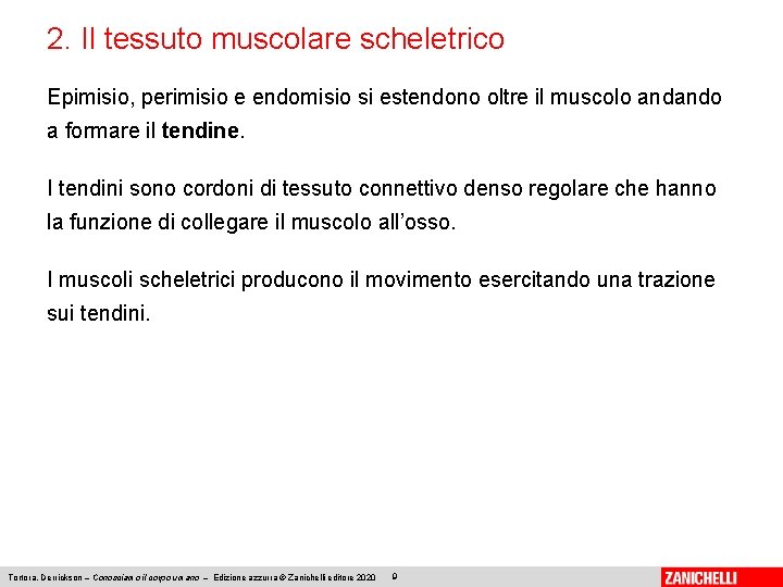 2. Il tessuto muscolare scheletrico Epimisio, perimisio e endomisio si estendono oltre il muscolo