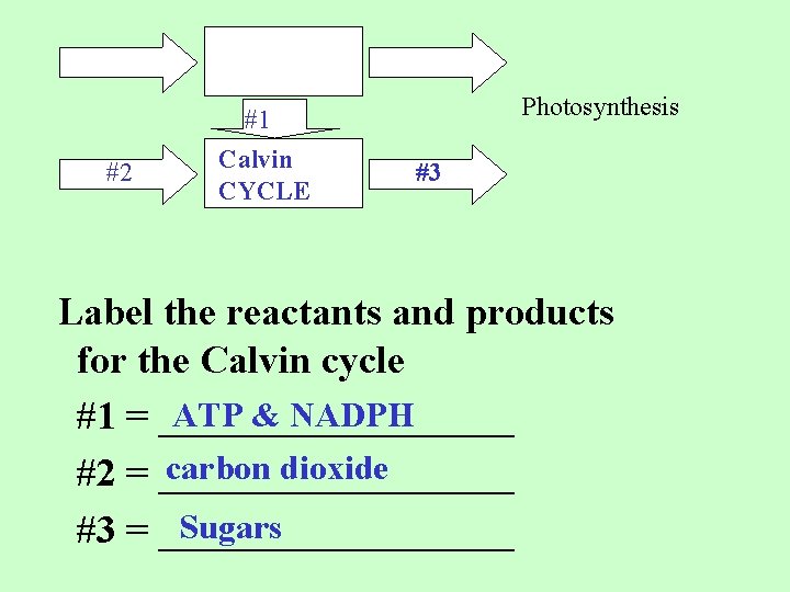 Photosynthesis #1 #2 Calvin CYCLE #3 Label the reactants and products for the Calvin