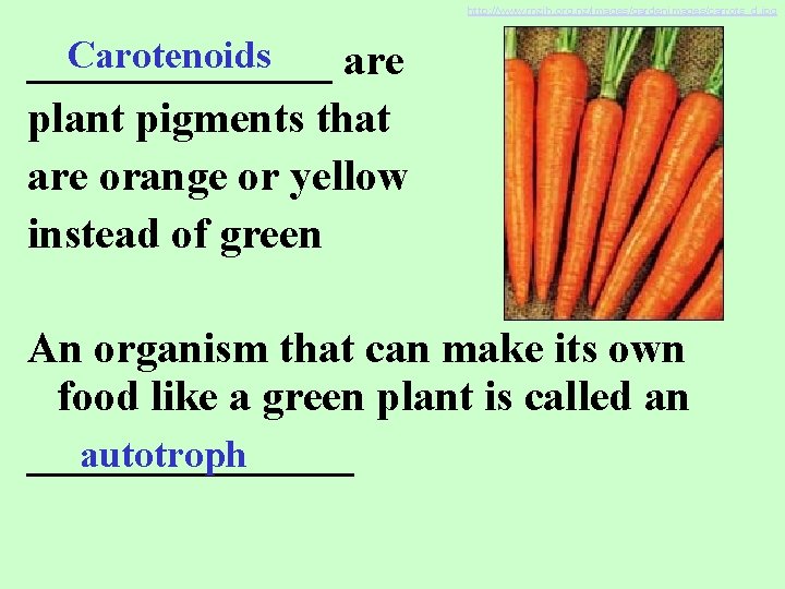 http: //www. rnzih. org. nz/images/gardenimages/carrots_d. jpg Carotenoids _______ are plant pigments that are orange