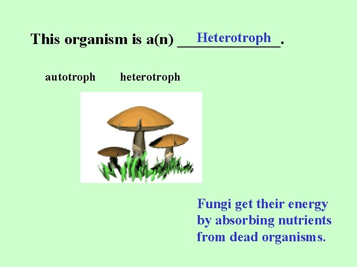 Heterotroph This organism is a(n) _______. autotroph heterotroph Fungi get their energy by absorbing