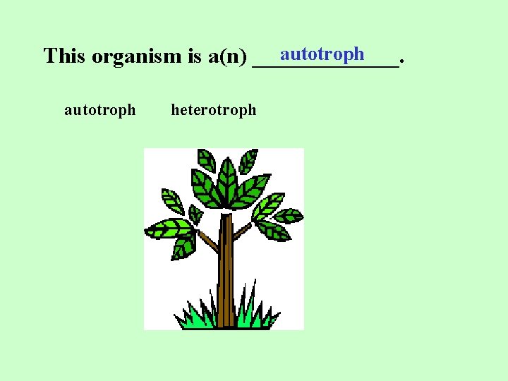 autotroph This organism is a(n) _______. autotroph heterotroph 