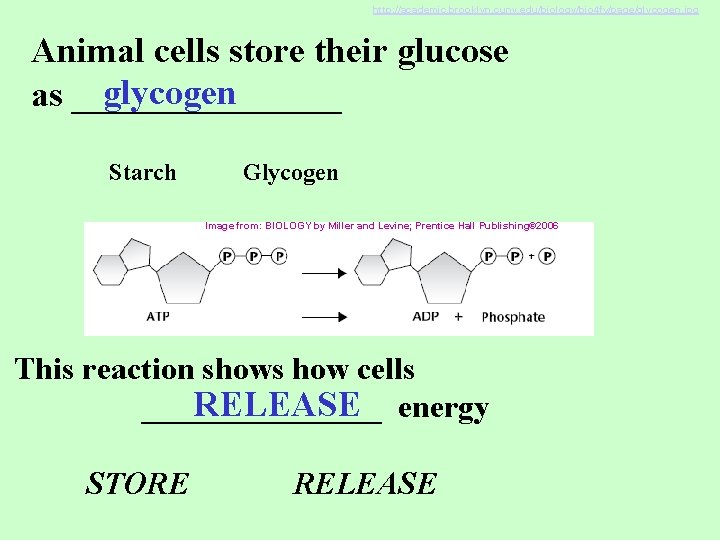 http: //academic. brooklyn. cuny. edu/biology/bio 4 fv/page/glycogen. jpg Animal cells store their glucose glycogen
