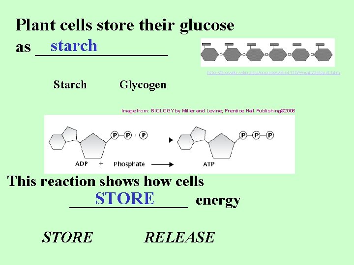 Plant cells store their glucose starch as ________ http: //bioweb. wku. edu/courses/Biol 115/Wyatt/default. htm