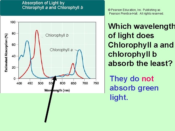 Absorption of Light by Chlorophyll a and Chlorophyll b Chlorophyll a © Pearson Education,