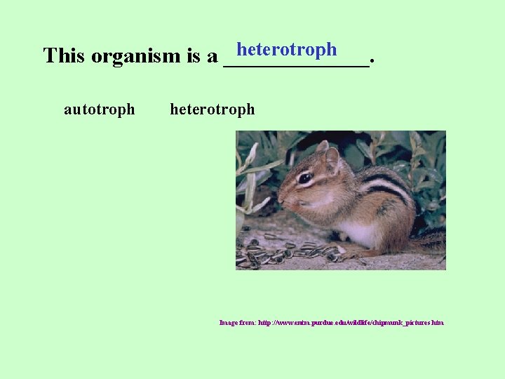 heterotroph This organism is a _______. autotroph heterotroph Image from: http: //www. entm. purdue.