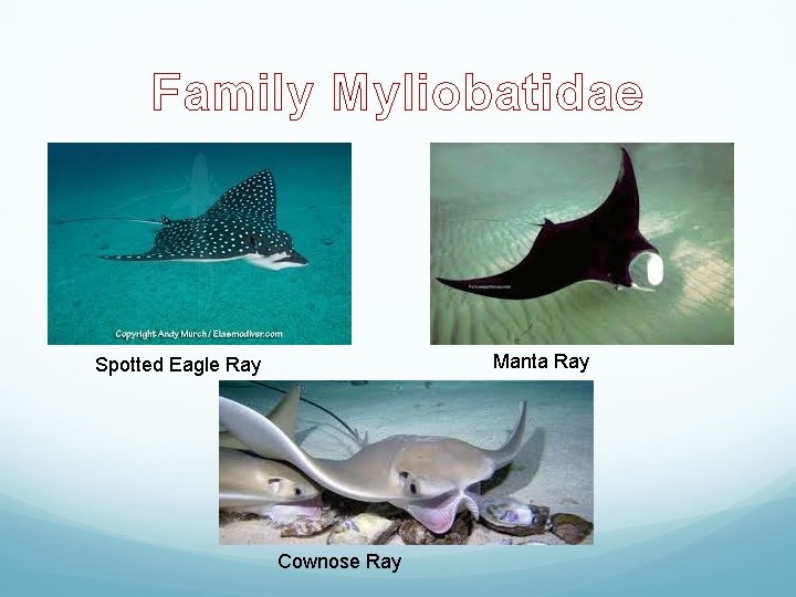 Family Myliobatidae Manta Ray Spotted Eagle Ray Cownose Ray 