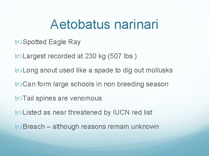 Aetobatus nari Spotted Eagle Ray Largest recorded at 230 kg (507 lbs. ) Long