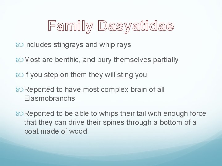 Family Dasyatidae Includes stingrays and whip rays Most are benthic, and bury themselves partially