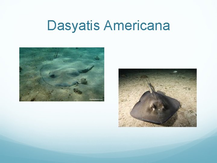 Dasyatis Americana 