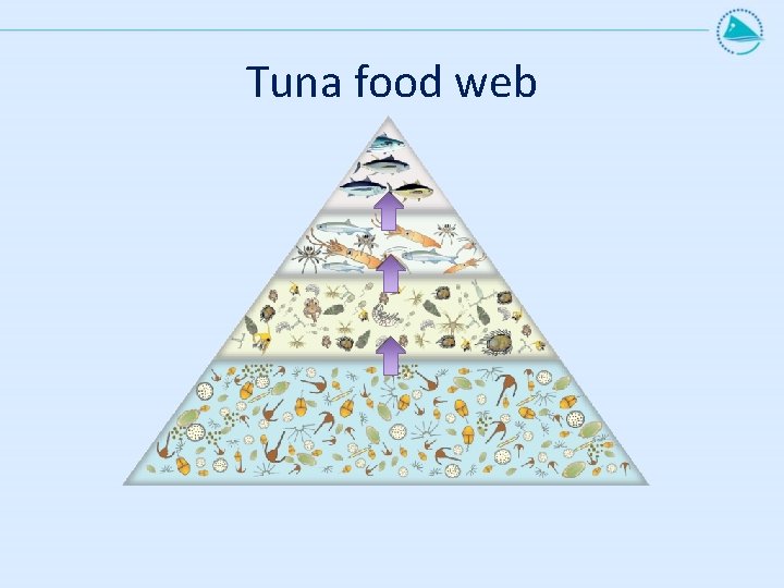Tuna food web 