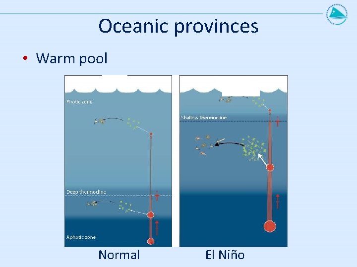 Oceanic provinces • Warm pool Normal El Niño 