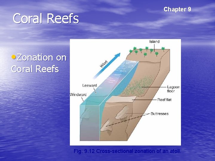 Chapter 9 Tropical and Subtropical Shallow Seas Coral