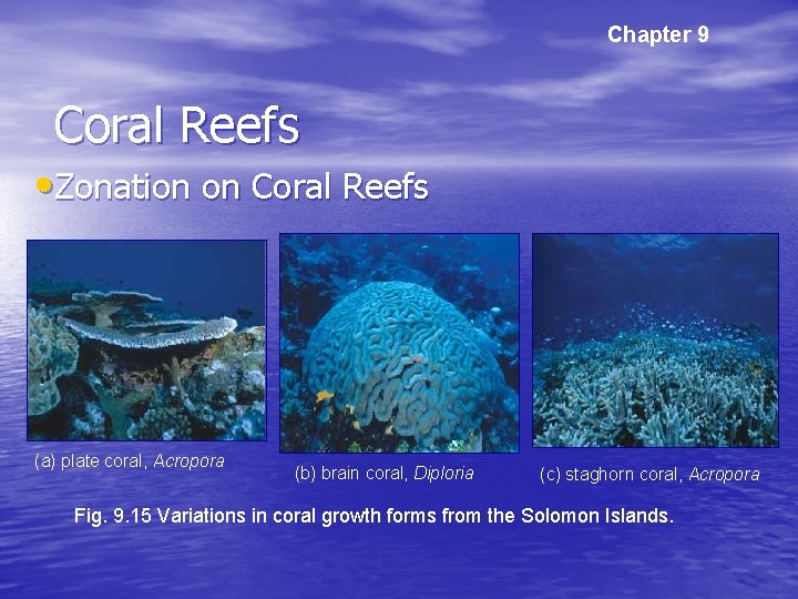 Chapter 9 Coral Reefs • Zonation on Coral Reefs (a) plate coral, Acropora (b)