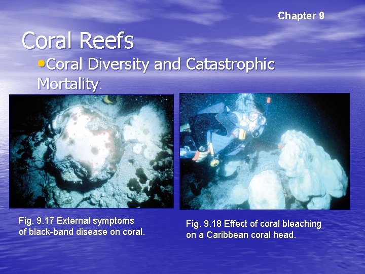 Chapter 9 Coral Reefs • Coral Diversity and Catastrophic Mortality. Fig. 9. 17 External