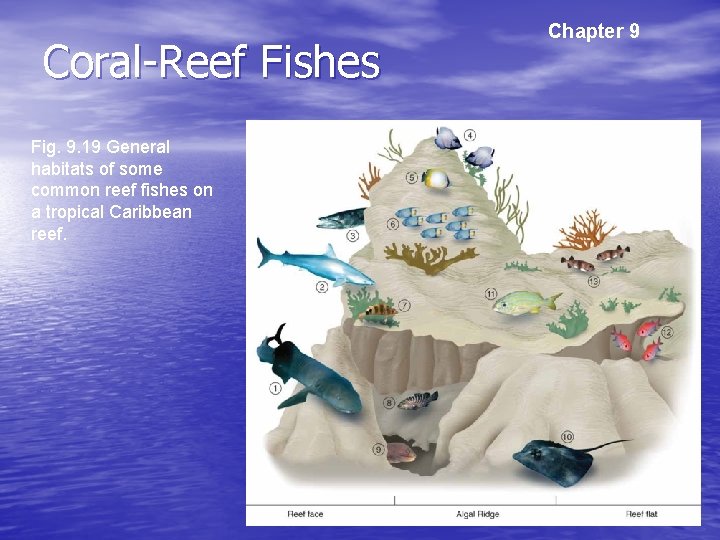 Coral-Reef Fishes Fig. 9. 19 General habitats of some common reef fishes on a