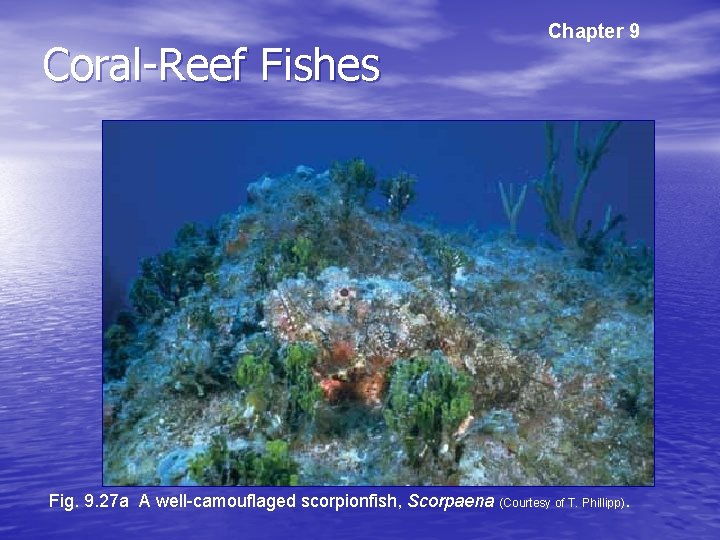Coral-Reef Fishes Chapter 9 Fig. 9. 27 a A well-camouflaged scorpionfish, Scorpaena (Courtesy of