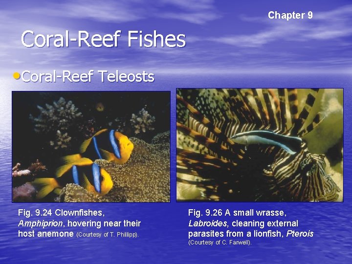 Chapter 9 Coral-Reef Fishes • Coral-Reef Teleosts Fig. 9. 24 Clownfishes, Amphiprion, hovering near