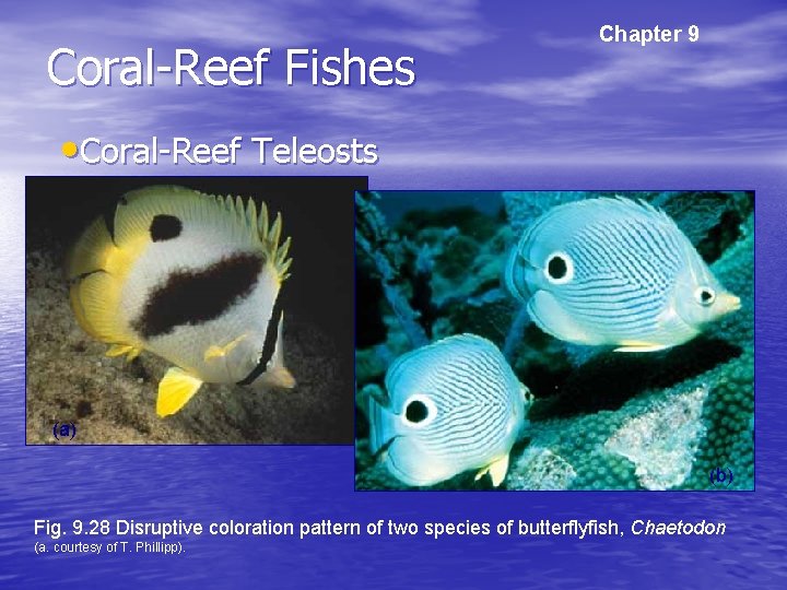 Coral-Reef Fishes Chapter 9 • Coral-Reef Teleosts (a) (b) Fig. 9. 28 Disruptive coloration