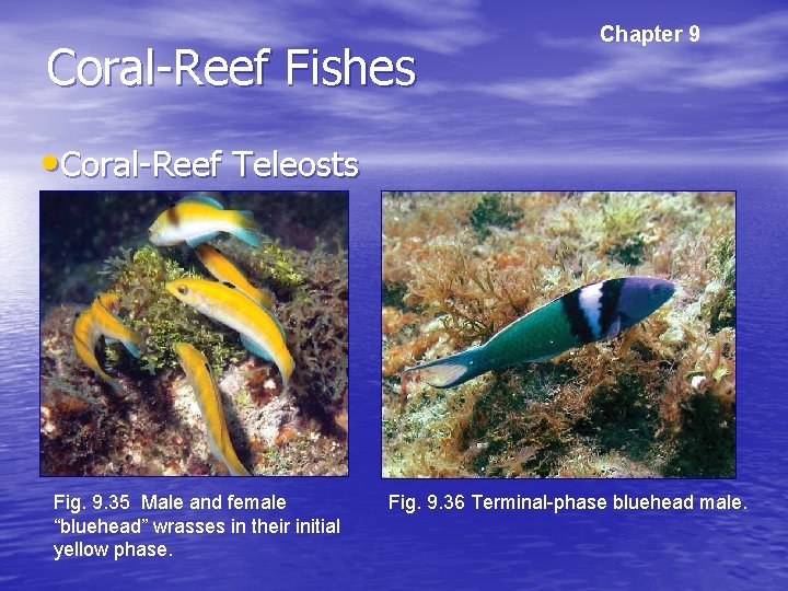 Coral-Reef Fishes Chapter 9 • Coral-Reef Teleosts Fig. 9. 35 Male and female “bluehead”