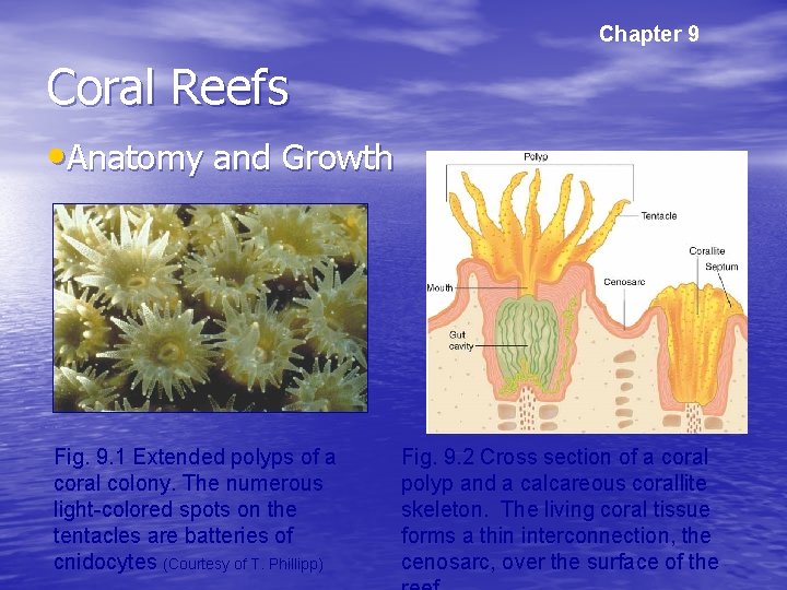 Chapter 9 Coral Reefs • Anatomy and Growth Fig. 9. 1 Extended polyps of