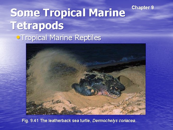 Some Tropical Marine Tetrapods Chapter 9 • Tropical Marine Reptiles Fig. 9. 41 The
