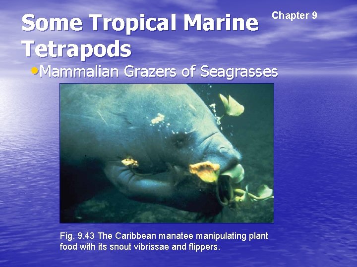Some Tropical Marine Tetrapods Chapter 9 • Mammalian Grazers of Seagrasses Fig. 9. 43