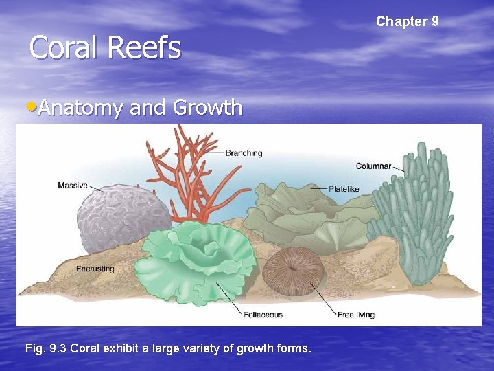 Coral Reefs • Anatomy and Growth Fig. 9. 3 Coral exhibit a large variety