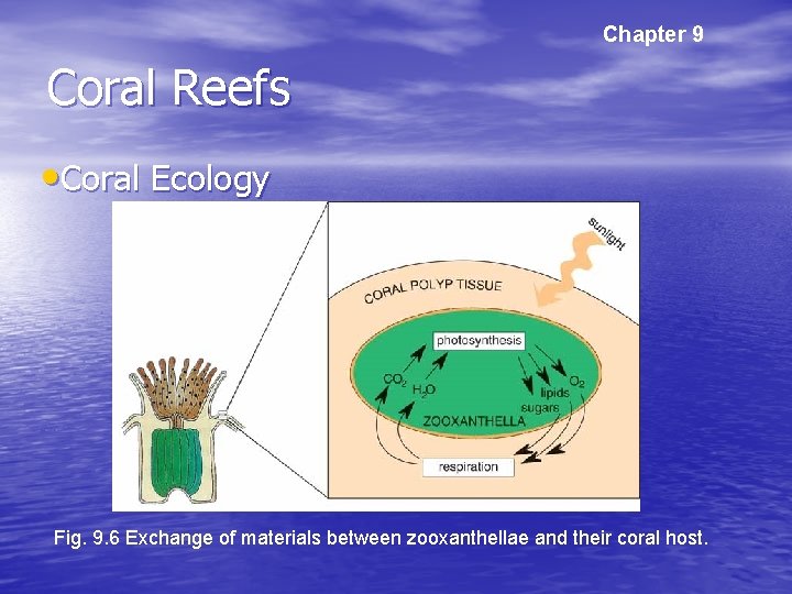Chapter 9 Coral Reefs • Coral Ecology Fig. 9. 6 Exchange of materials between