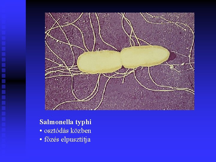 Salmonella typhi • osztódás közben • főzés elpusztítja 