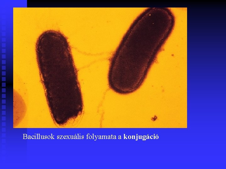 Bacillusok szexuális folyamata a konjugáció 