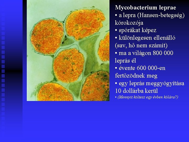 Mycobacterium leprae • a lepra (Hansen-betegség) kórokozója • spórákat képez • különlegesen ellenálló (sav,