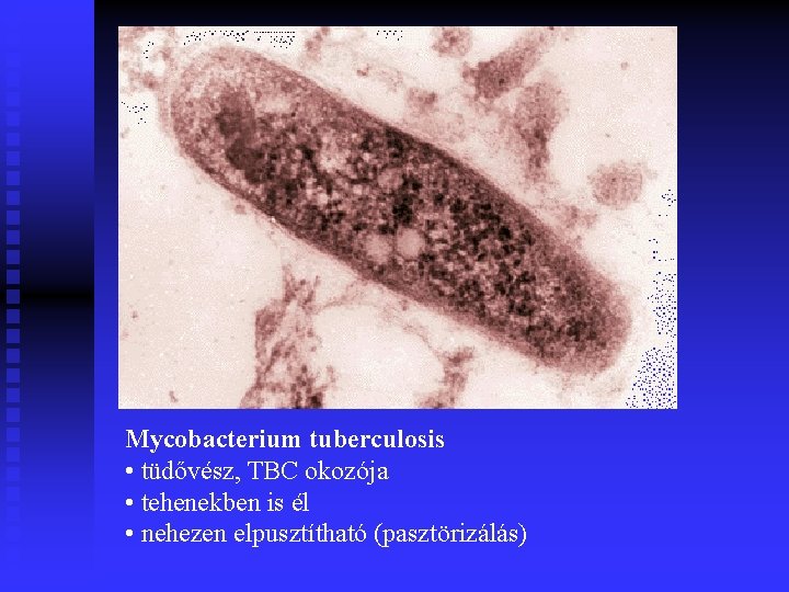 Mycobacterium tuberculosis • tüdővész, TBC okozója • tehenekben is él • nehezen elpusztítható (pasztörizálás)
