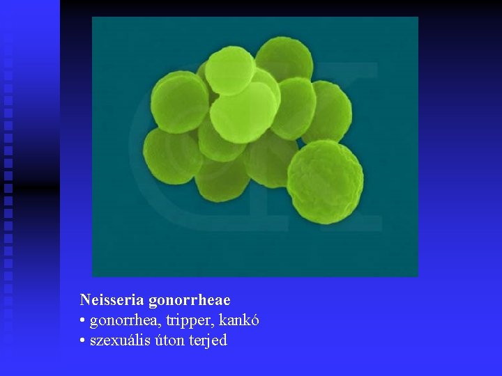 Neisseria gonorrheae • gonorrhea, tripper, kankó • szexuális úton terjed 