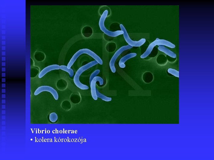 Vibrio cholerae • kolera kórokozója 