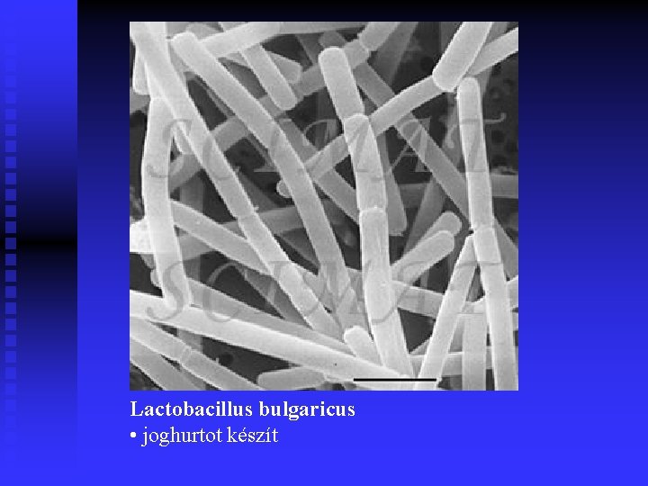 Lactobacillus bulgaricus • joghurtot készít 