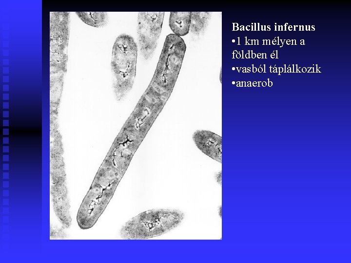 Bacillus infernus • 1 km mélyen a földben él • vasból táplálkozik • anaerob