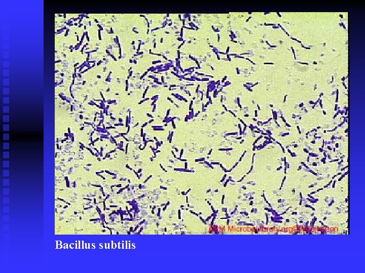 Bacillus subtilis 