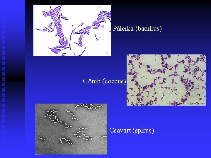 Pálcika (bacillus) Gömb (coccus) Csavart (spirus) 