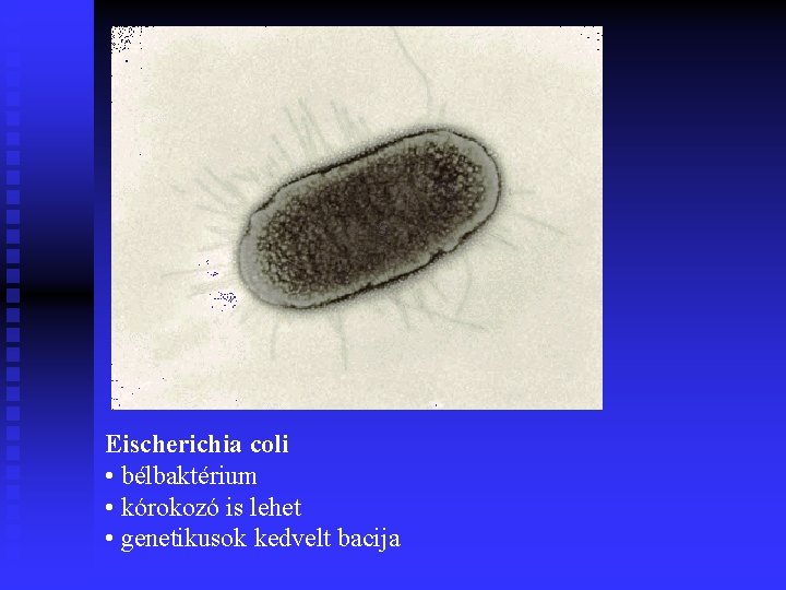 Eischerichia coli • bélbaktérium • kórokozó is lehet • genetikusok kedvelt bacija 