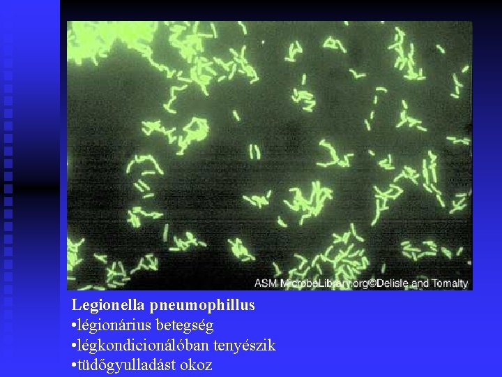 Legionella pneumophillus • légionárius betegség • légkondicionálóban tenyészik • tüdőgyulladást okoz 