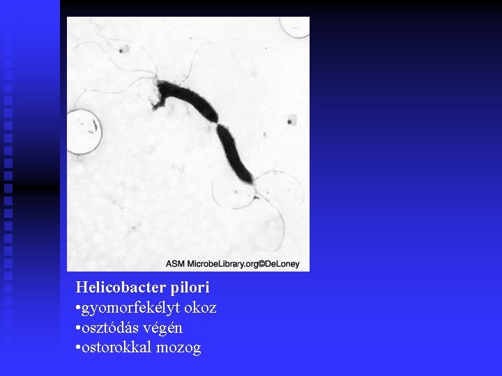 Helicobacter pilori • gyomorfekélyt okoz • osztódás végén • ostorokkal mozog 