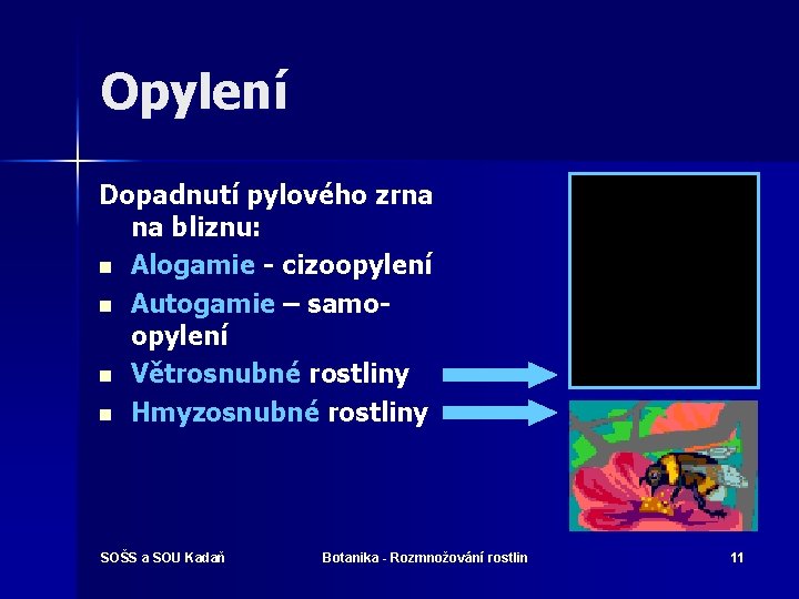 Opylení Dopadnutí pylového zrna na bliznu: n Alogamie - cizoopylení n Autogamie – samoopylení