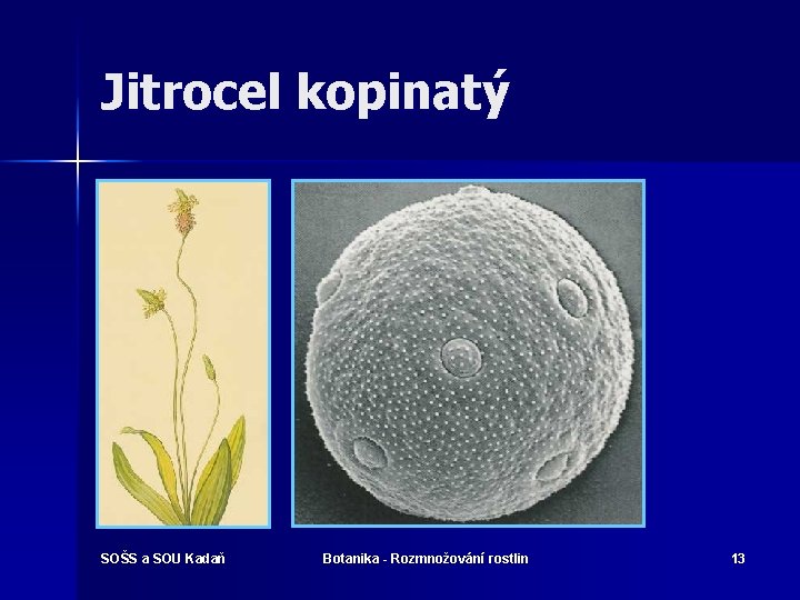 Jitrocel kopinatý SOŠS a SOU Kadaň Botanika - Rozmnožování rostlin 13 