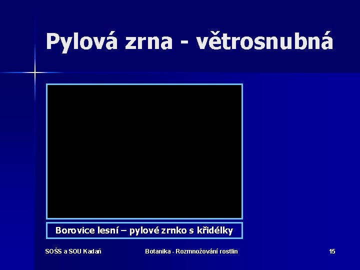 Pylová zrna - větrosnubná Borovice lesní – pylové zrnko s křidélky SOŠS a SOU