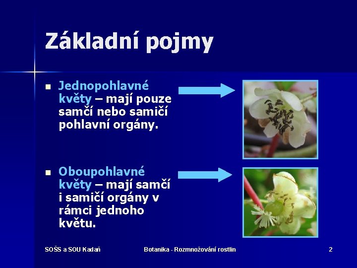 Základní pojmy n Jednopohlavné květy – mají pouze samčí nebo samičí pohlavní orgány. n