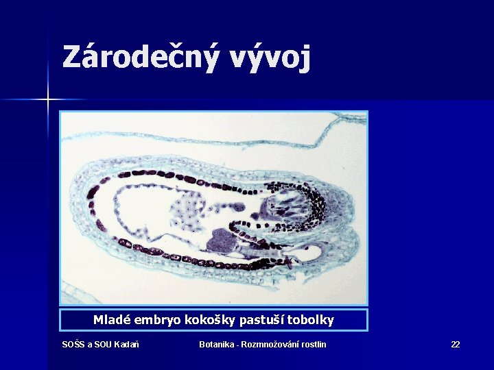 Zárodečný vývoj Mladé embryo kokošky pastuší tobolky SOŠS a SOU Kadaň Botanika - Rozmnožování