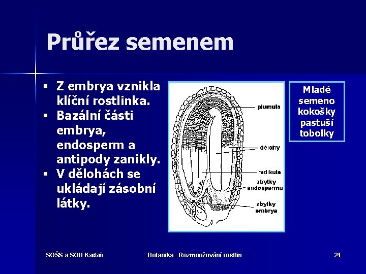 Průřez semenem § Z embrya vznikla klíční rostlinka. § Bazální části embrya, endosperm a